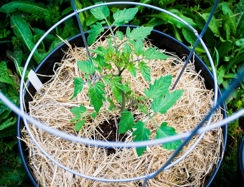 Best gardening resources for beginners